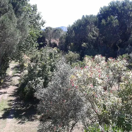 Nuraponti Green